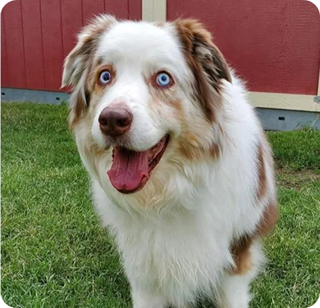 A fluffy dog with blue eyes standing on grass in front of a red building.