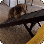 A small dog using a ramp indoors.