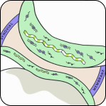 Diagram illustrating the neuromuscular junction with labeled neuronal and muscular components.