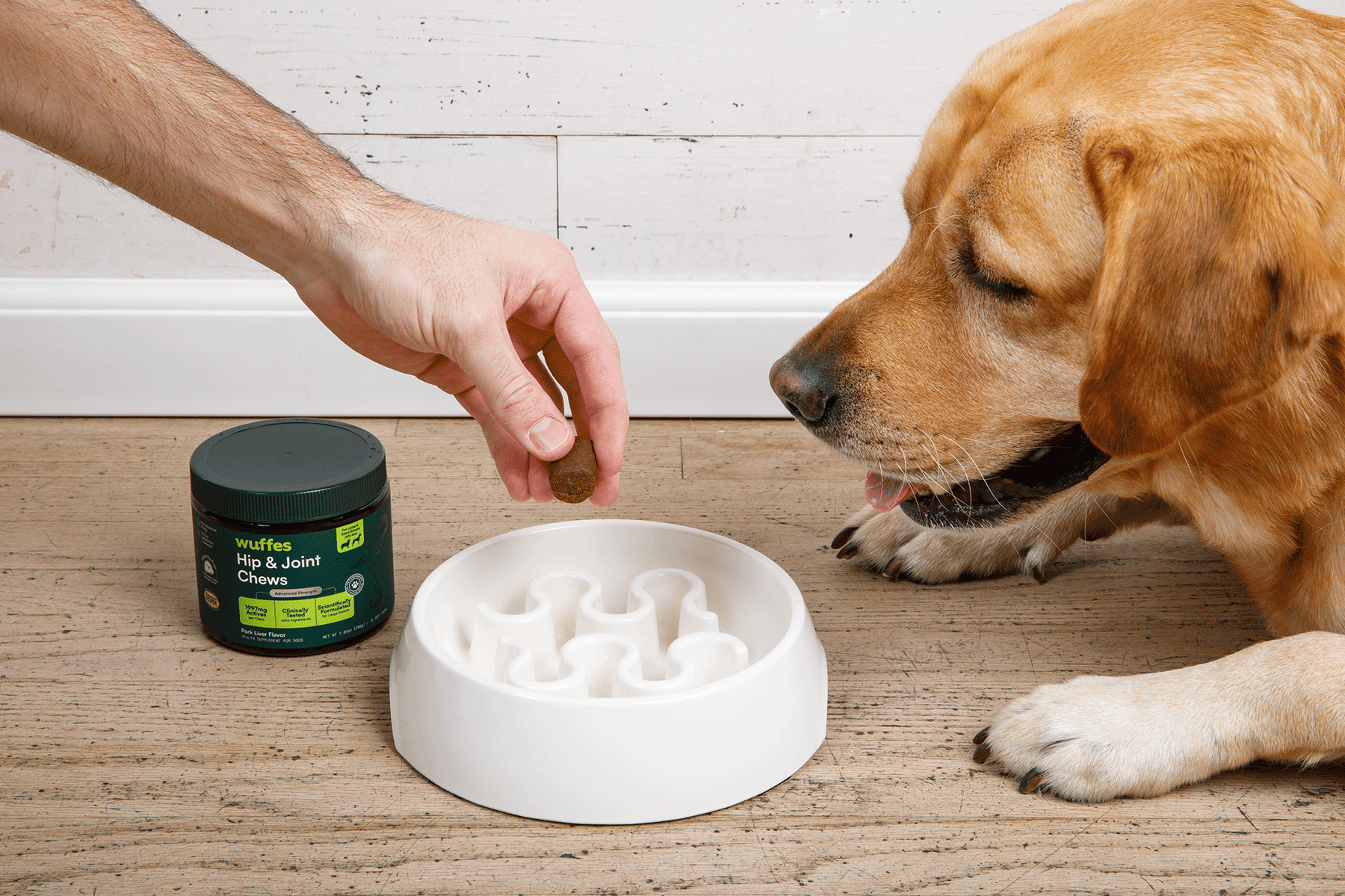 Ein Hund bekommt einen Knuffel-Kausnack aus einer Schale gefüttert