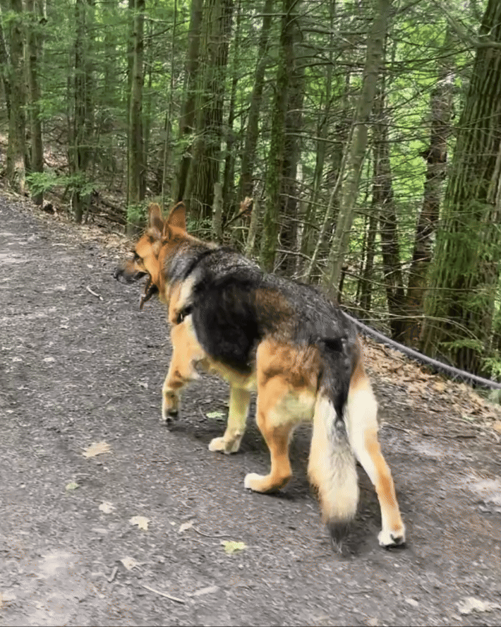 German Shepherd walking on a forest trail.