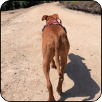 Dog walking on a dirt path in sunny weather.
