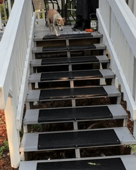 A dog excitedly runs down outdoor stairs with non-slip treads.