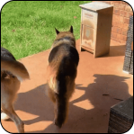 Two dogs walking on a patio with grass in the background.