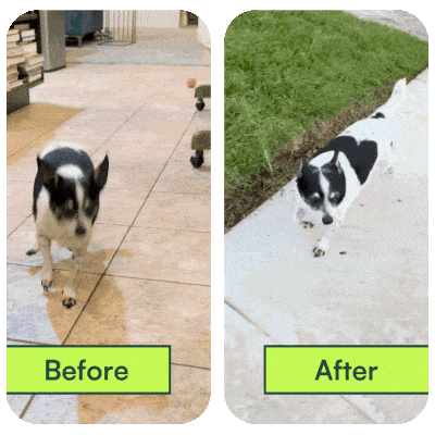 Two images of a small dog, before and after weight loss.