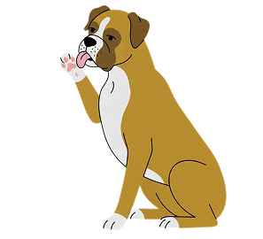 An illustration of a brown and white Boxer dog sitting and licking its paw.