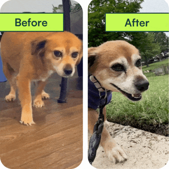 Dog hip improvement transformation