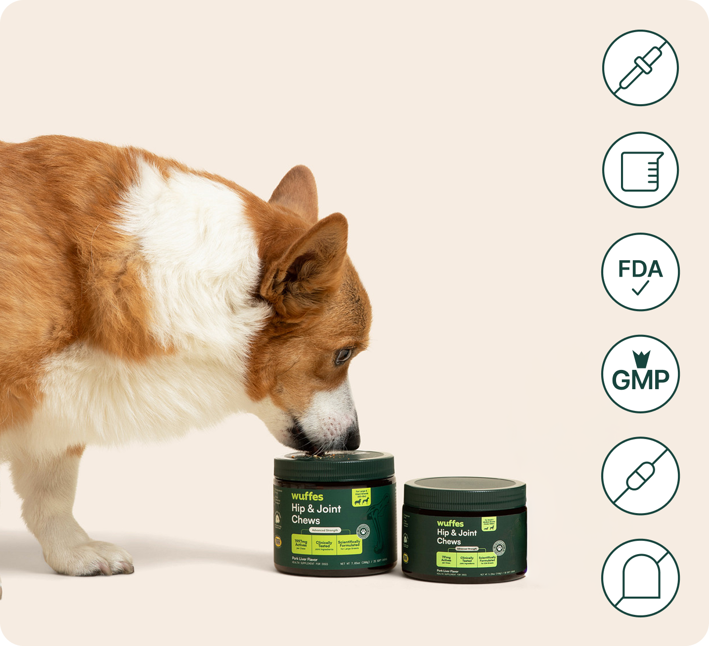 Ein Corgi schnuppert an einer Dose Knuffel Hüft- & Gelenk-Kausnacks, daneben Qualitätssiegel