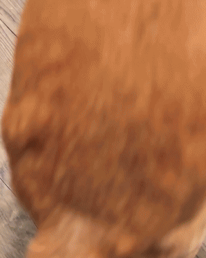 Orange cat rubbing its face on the camera, showing affection.