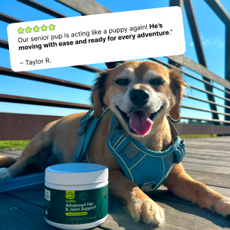 Senior dog happily sitting outside with joint supplement container and positive review displayed.