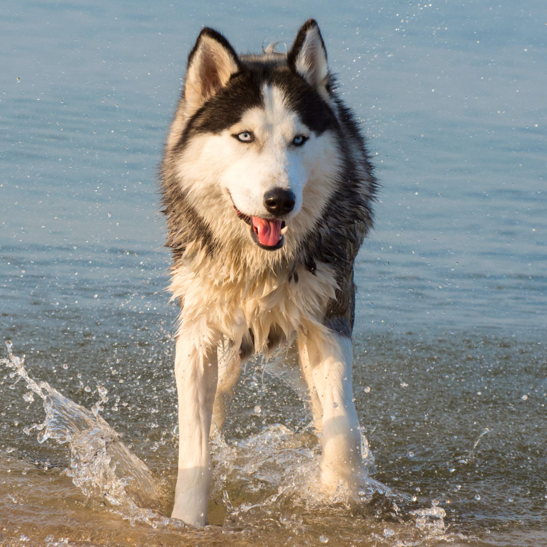 A husky shaking off at the beach
