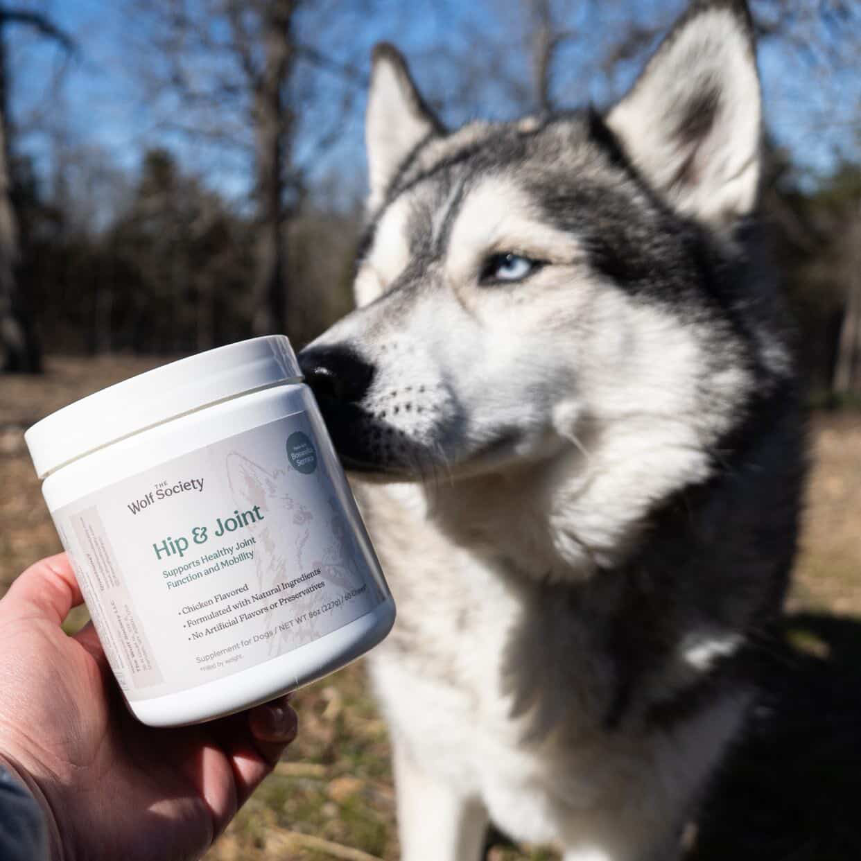A husky sniffing the jar of joint chews