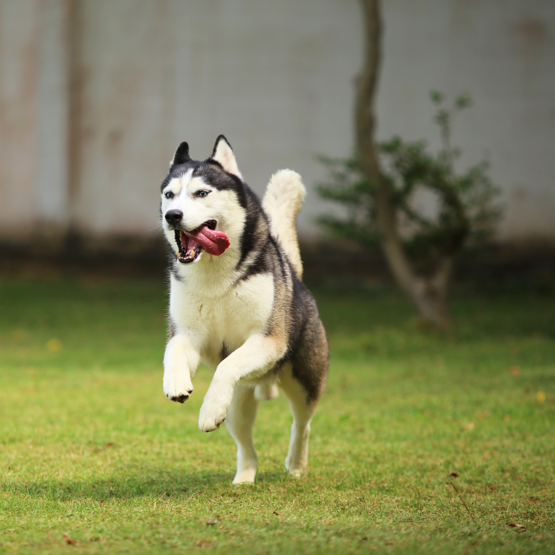 A Siberian husky with its tongue out runs across a green lawn.
