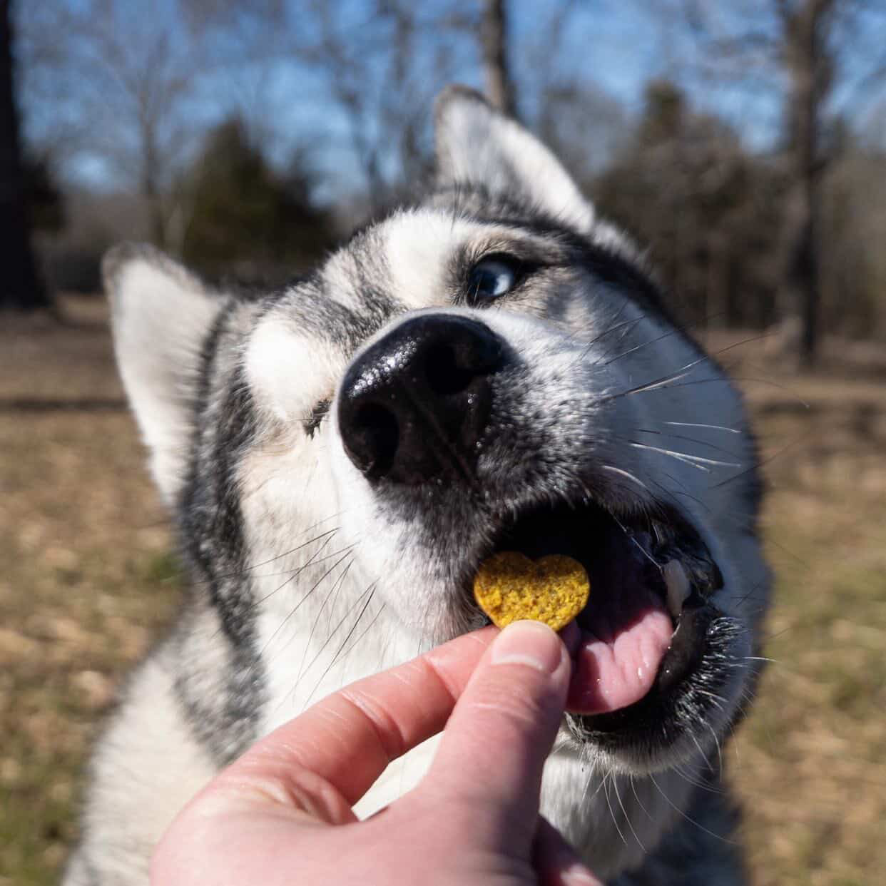 A husky t