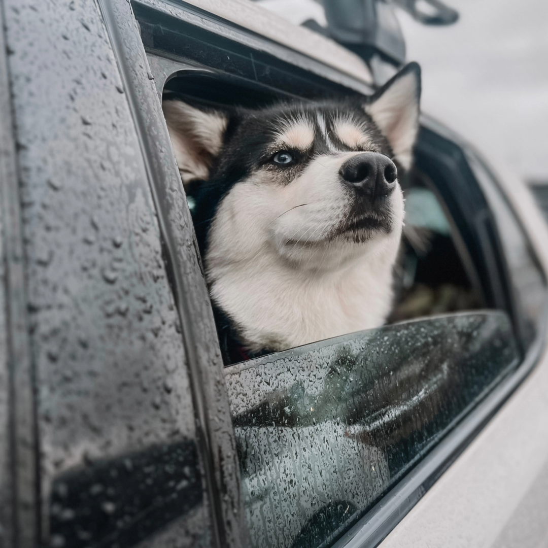 A black and white husky with its head out the car window