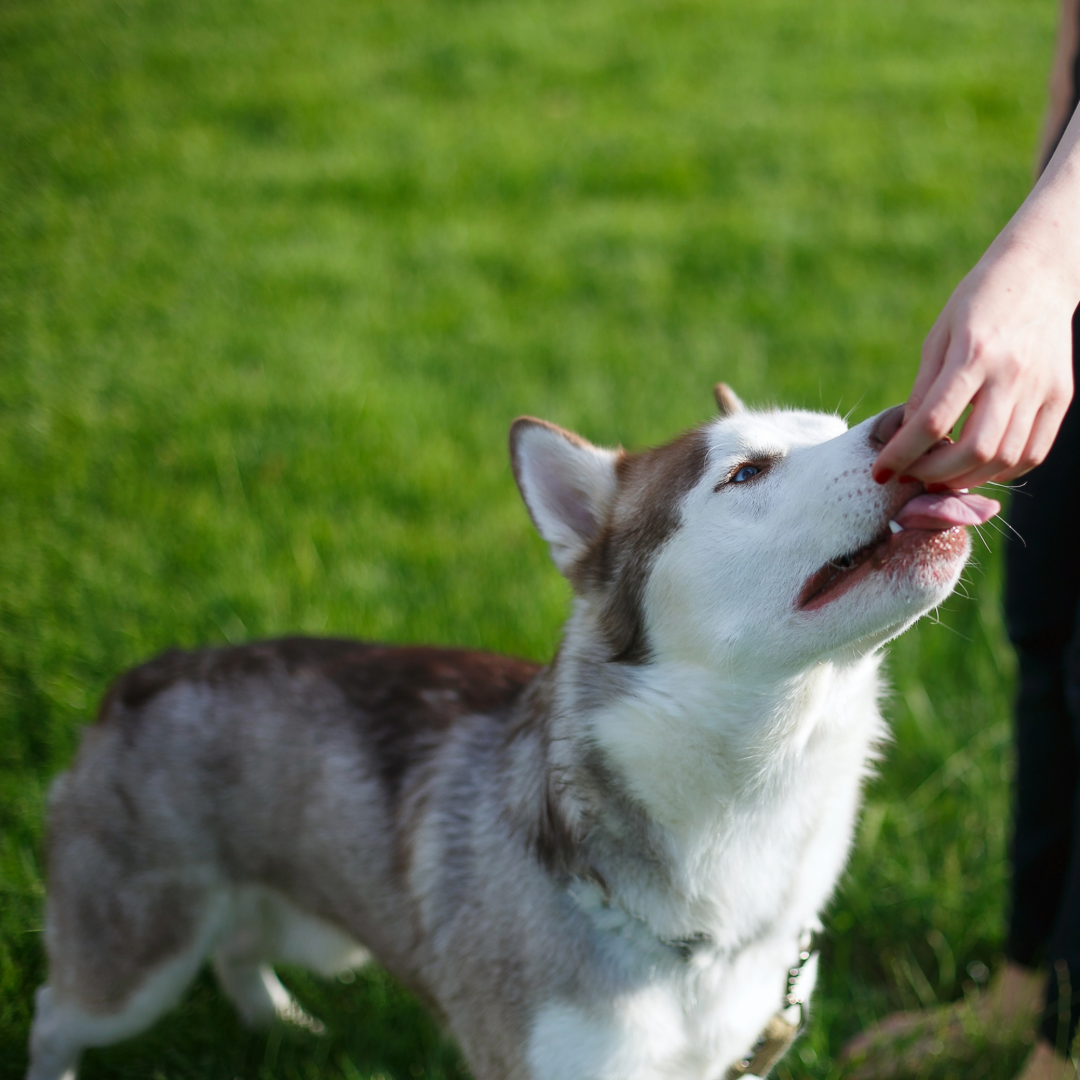 A husky taking a treat