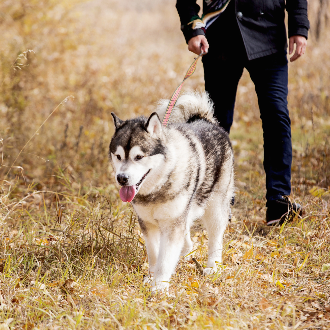 A husky out on a walk