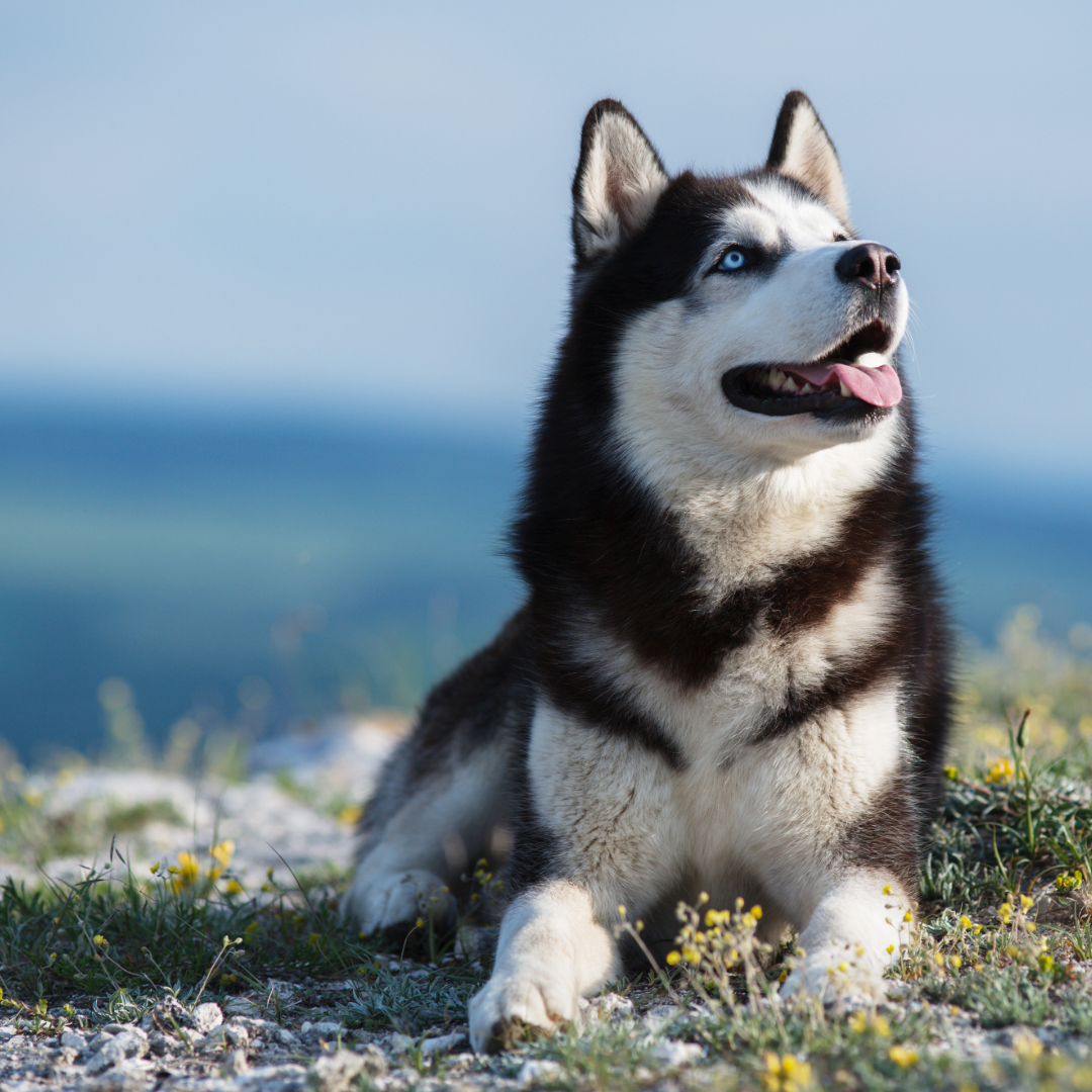 A black and white Siberian husky with blue eyes lies on a grassy hill, looking up.