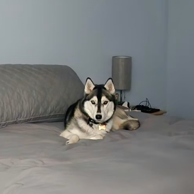 A Siberian Husky dog with yellow eyes is lying on a gray bed and looking at the camera.