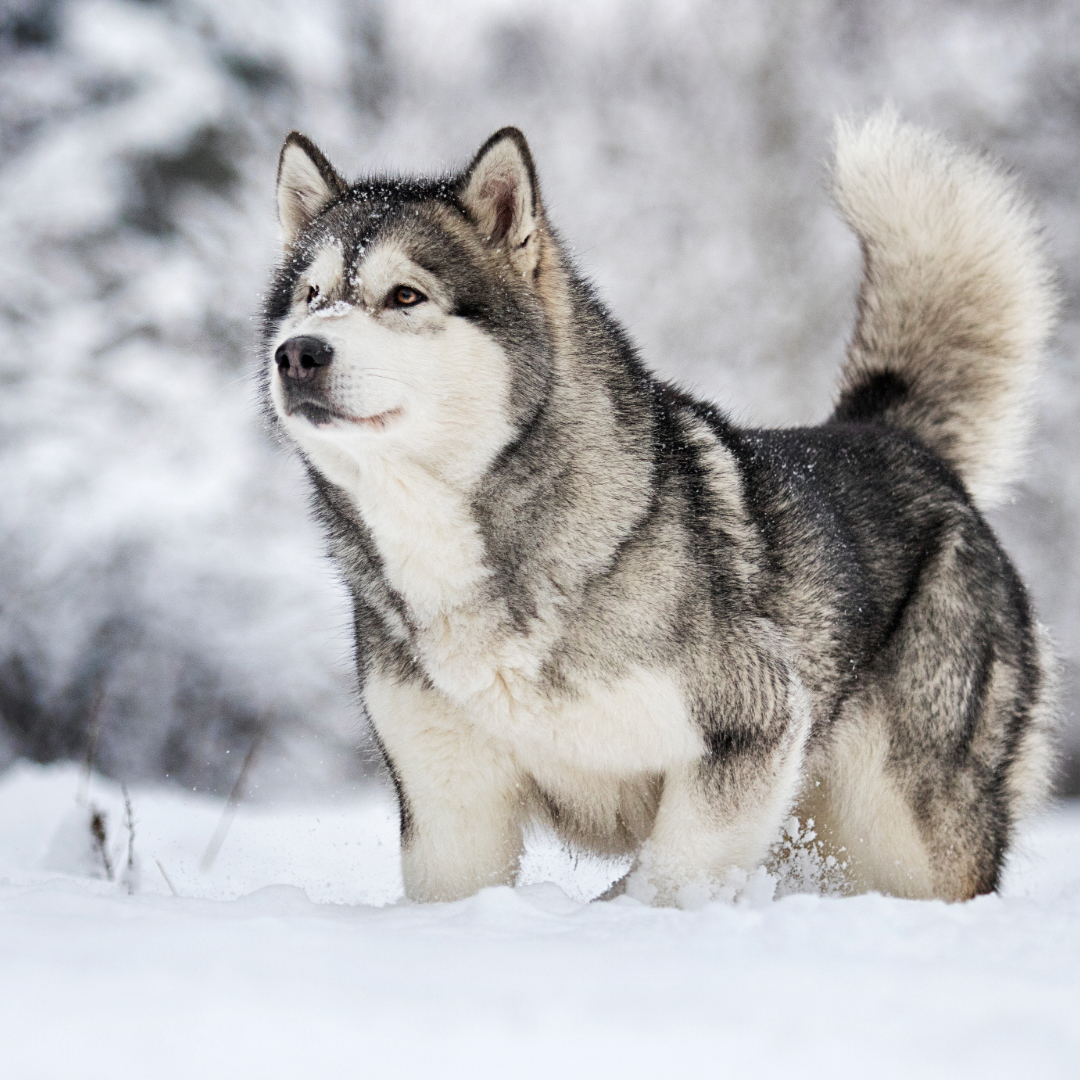 A husky out in the snow