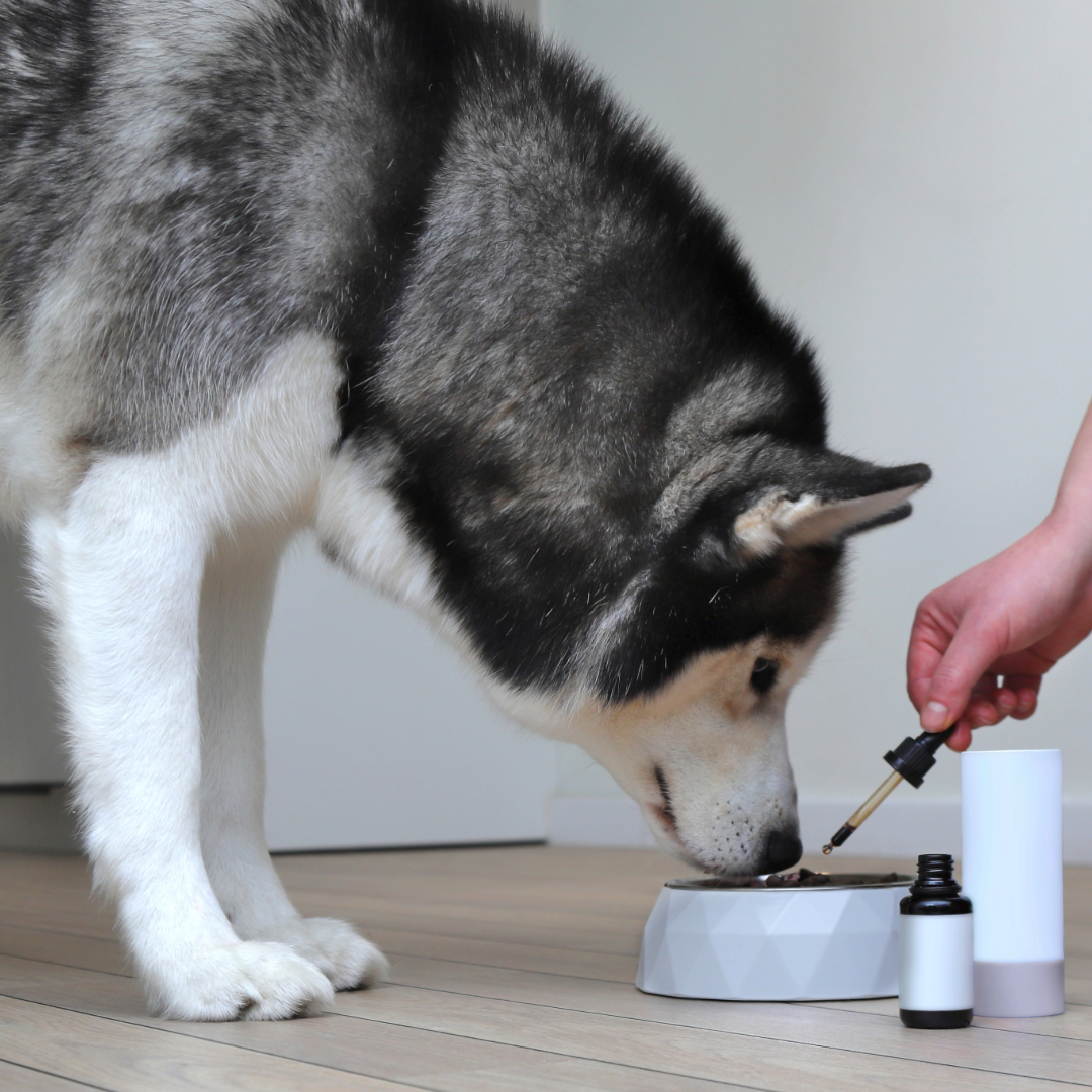 A person adds drops from a dropper into a bowl of food for a husky dog.