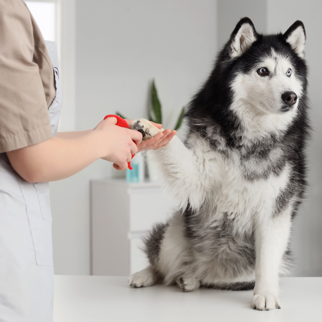 A husky having its nails trimmed