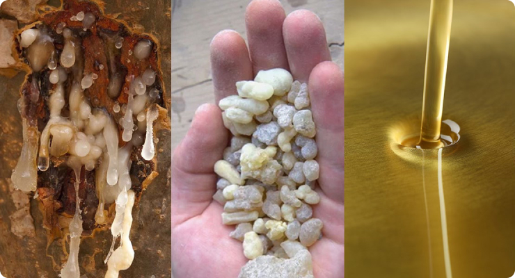 Tree resin on bark, hand holding resin pieces, and oil being poured on surface.