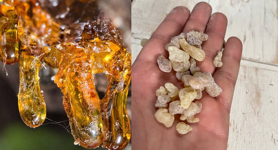 Amber resin dripping and hand holding dried resin pieces.