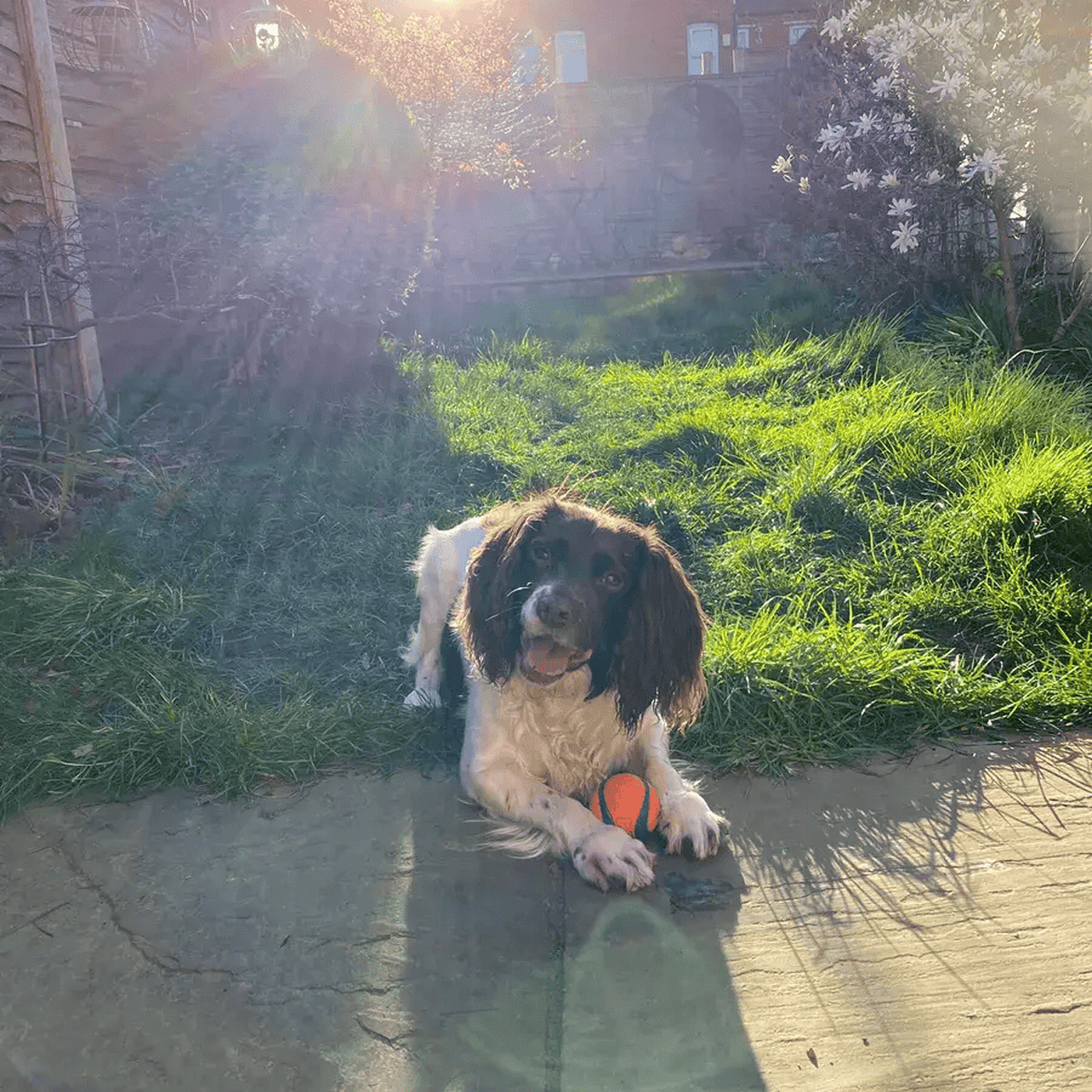 Dog lying on grass with a ball, sunlight in the background.