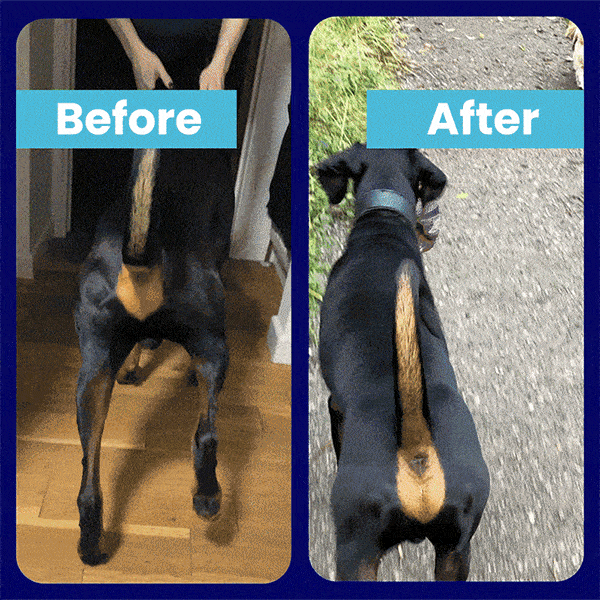 Two images of a dog from behind, labeled 'Before' and 'After.'