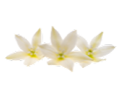 Three white lilies on a transparent background.