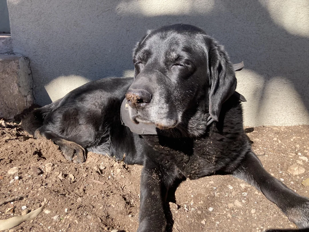 Black dog lying on dirt, eyes closed, in sunlight.
