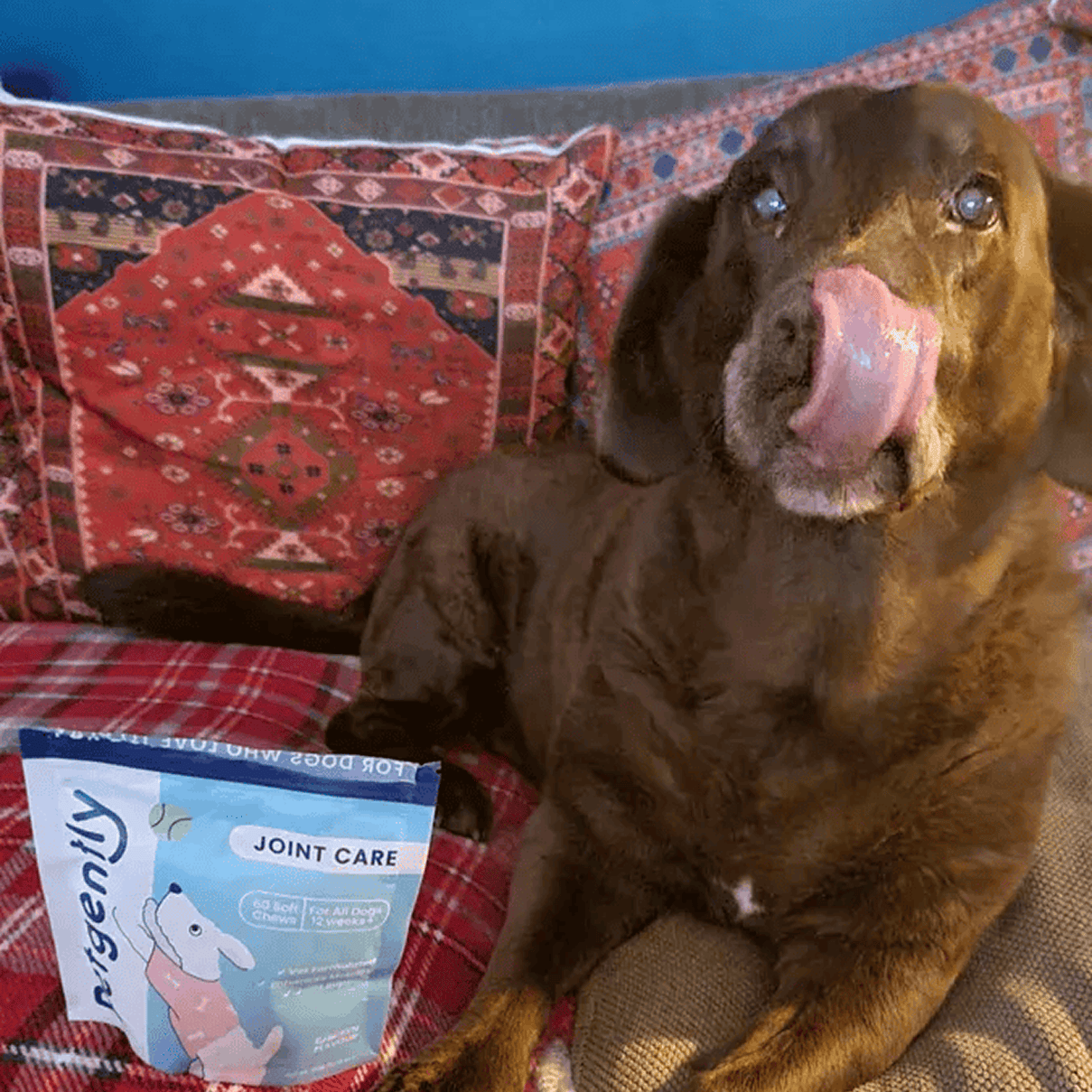 Brown dog licking its nose next to a joint care product on a couch.