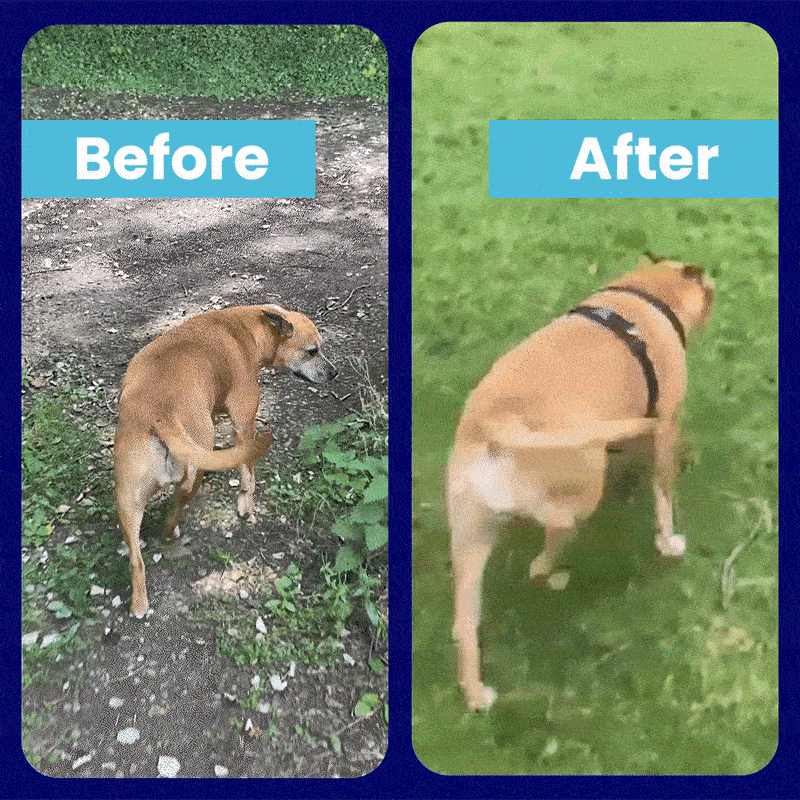 Two images of a dog labeled 'Before' and 'After' on different terrains.