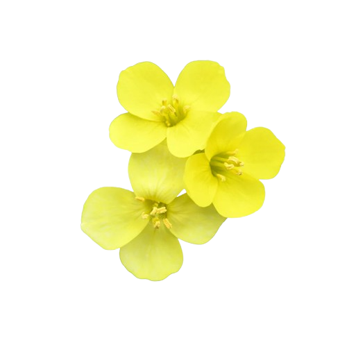 A close-up of three small, four-petaled yellow flowers on a black background.