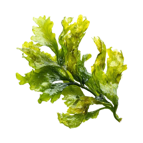 A close-up shot of a piece of vibrant green sea lettuce against a black background.
