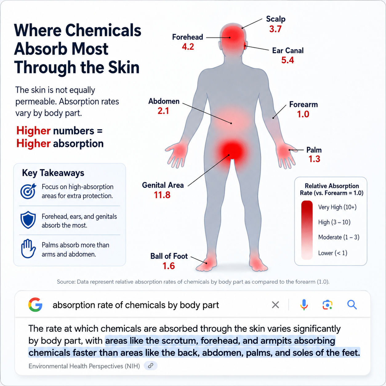 An infographic showing the relative rates at which different parts of the body absorb chemicals through the skin.