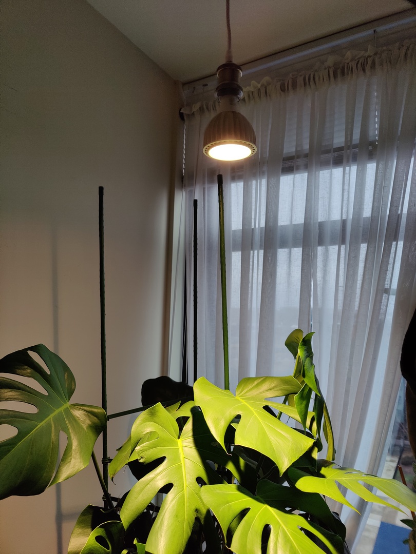 Monstera plant under a hanging light near a window with sheer curtains.