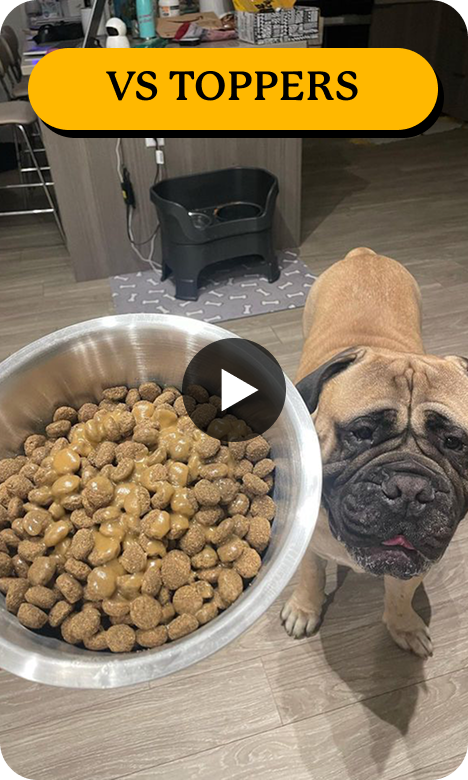 Dog with a bowl of kibble and sauce, kitchen background.