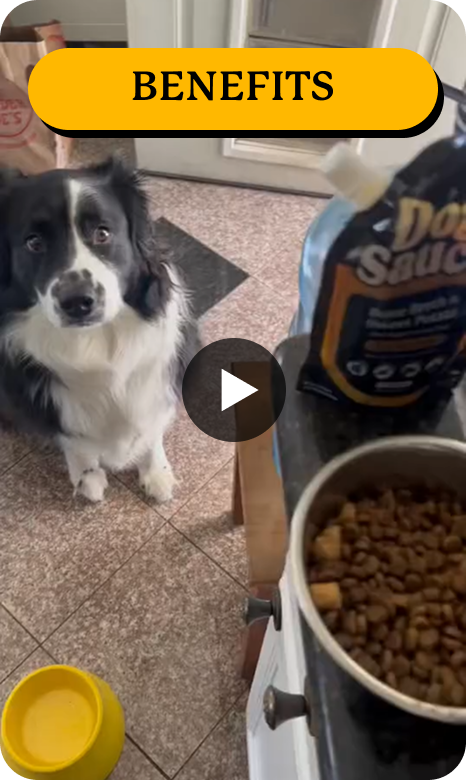 Dog looking at a bowl of kibble with sauce packet nearby on kitchen floor.