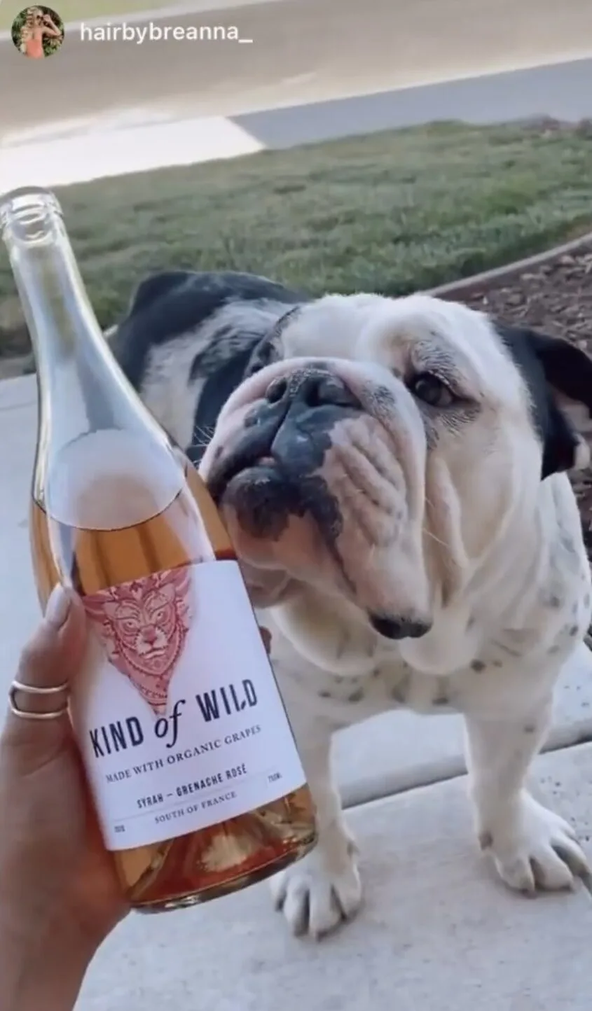 Bulldog sniffing a bottle of wine labeled 'Kind of Wild' outdoors.