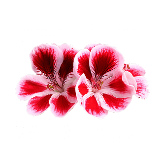 Three red and white flowers on a black background.