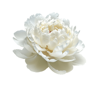 White peony flower on a black background.