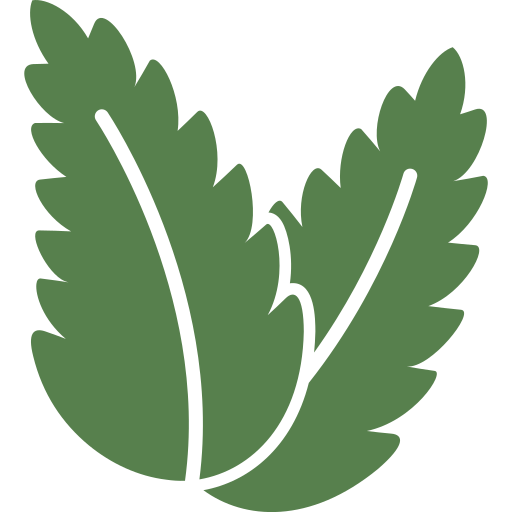 Illustration of two green leaves with serrated edges.