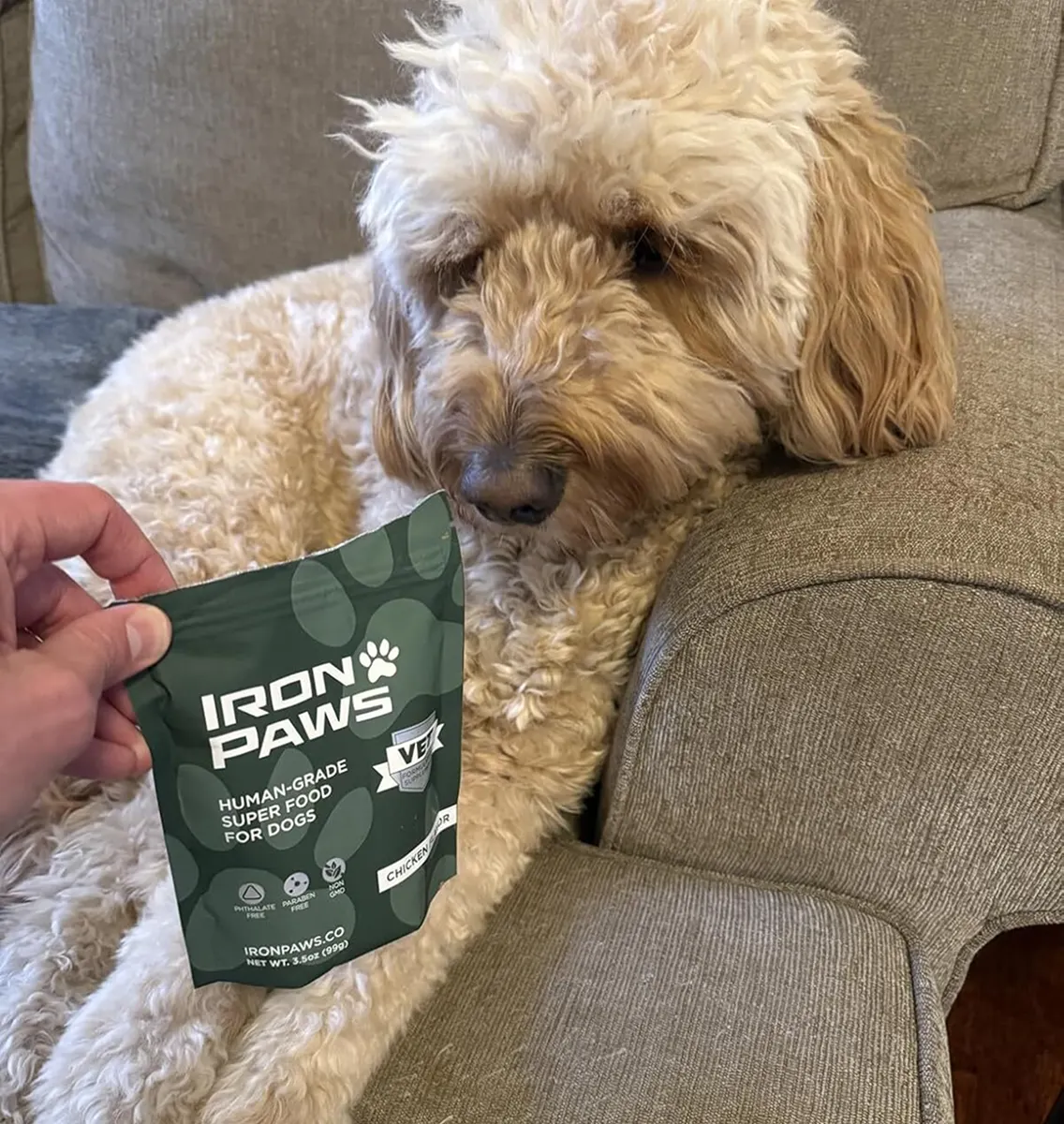 A fluffy dog on a couch looks down at a pouch of Iron Paws dog food held by a hand.