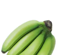 A close-up of a bunch of unripe green bananas against a white background.