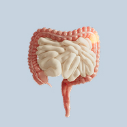 Illustration of the human digestive system against a light blue background.
