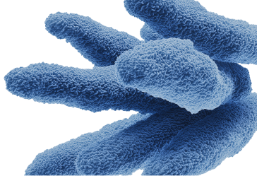Bacillus Subtilis