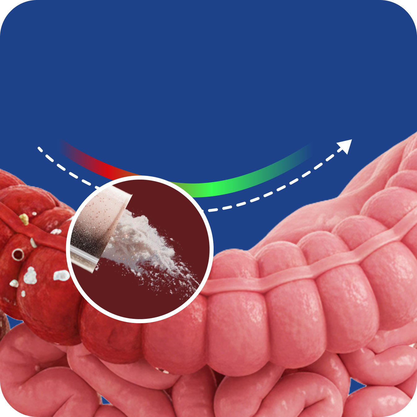 Diagram showing a powder improving intestine health, transitioning from red and inflamed to pink and healthy.