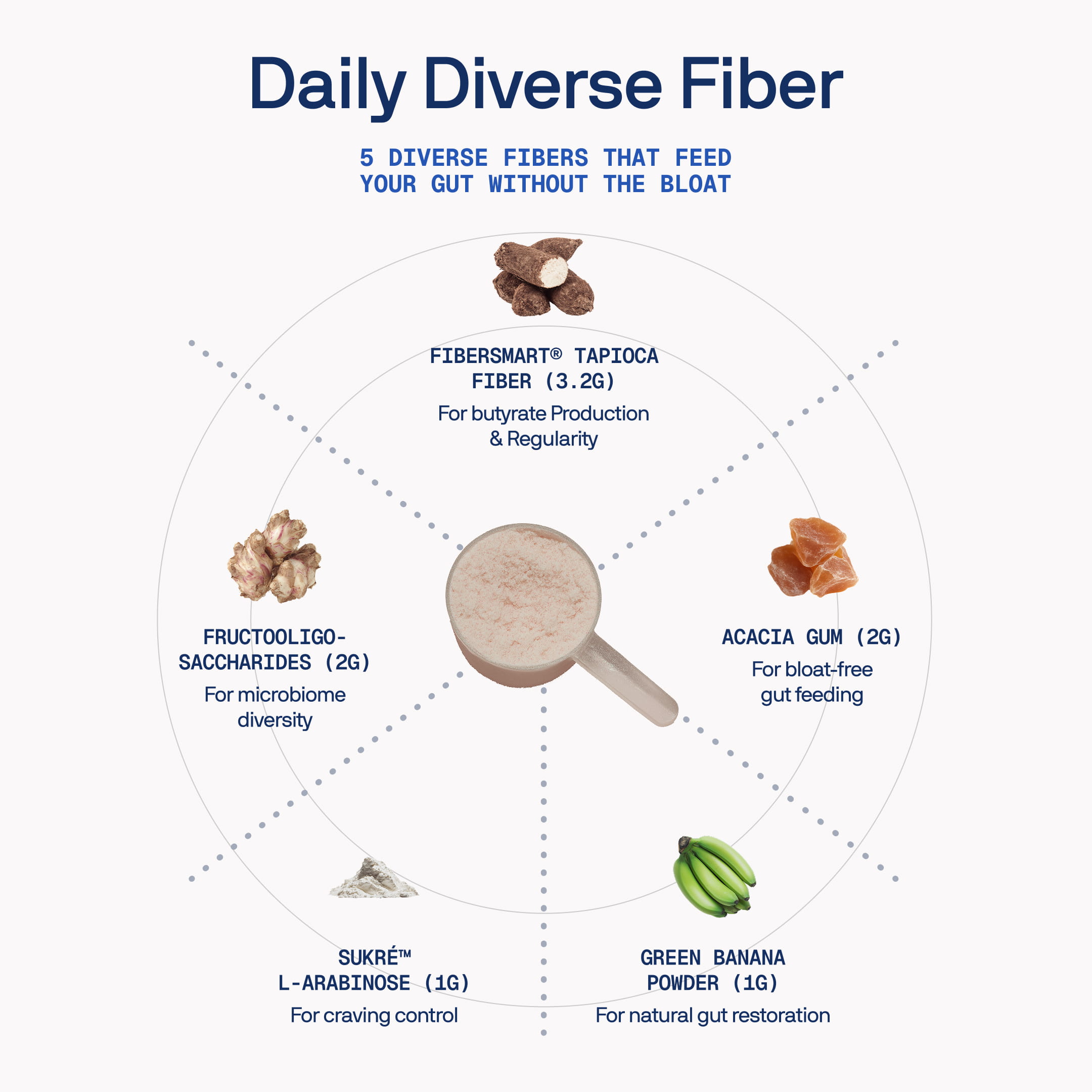 Infographic of Daily Diverse Fiber, showing a scoop of powder surrounded by its five main fiber ingredients.
